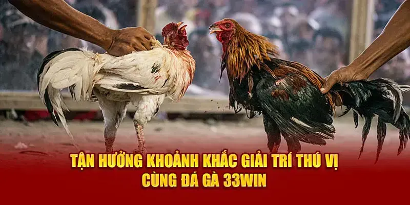 Điểm nổi bật của đá gà trực tiếp 24/7 tại nhà cái 