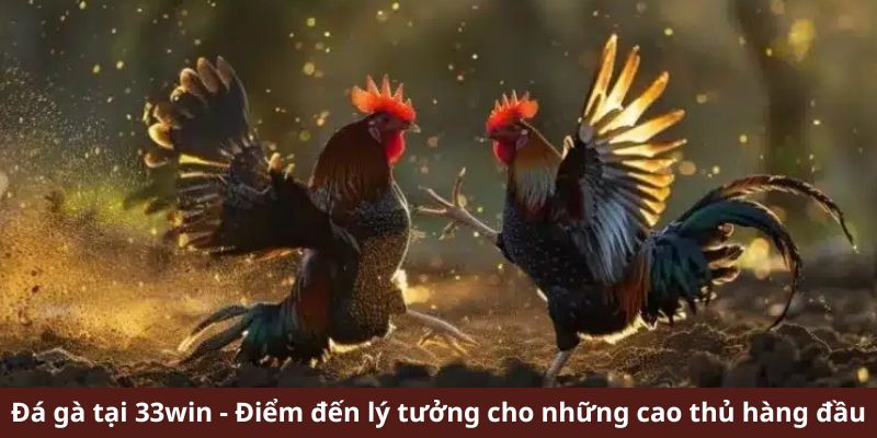 Đá gà tại 33win - Điểm đến lý tưởng cho những cao thủ hàng đầu