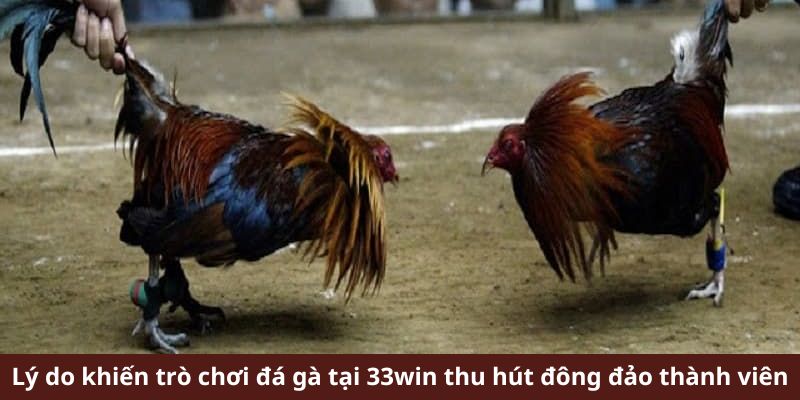 Lý do khiến trò chơi đá gà tại 33win thu hút đông đảo thành viên