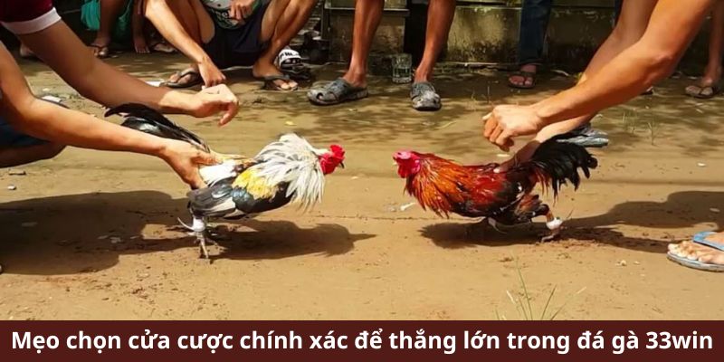 Mẹo chọn cửa cược chính xác để thắng lớn trong đá gà 33win